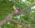 pale male photo 3