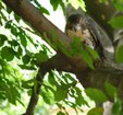 pale male photo 2