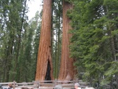 Sequoia