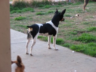 dog show albums