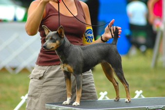 UKC Apple Valley Rat Terrier show Aug 05