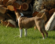 Enlarge photo 166