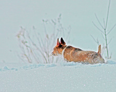 Enlarge photo 21