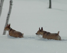Enlarge photo 20