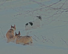 Enlarge photo 16