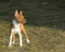 Enlarge photo 95