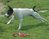 Enlarge photo 137