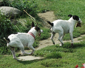 Enlarge photo 135