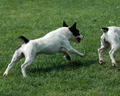 Enlarge photo 133