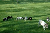 Enlarge photo 221