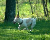 Enlarge photo 217