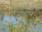 Wildlife at AdamsAcres