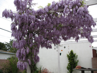 Enlarge photo 21