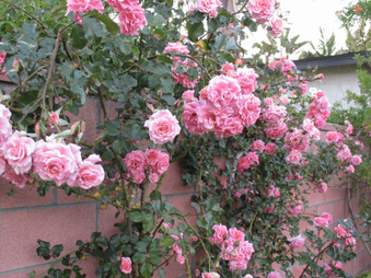 Enlarge photo 27