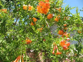 Enlarge photo 35