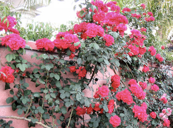 Enlarge photo 19