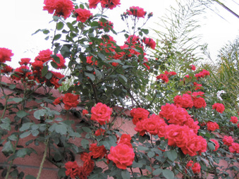 Enlarge photo 20