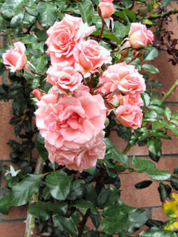Enlarge photo 6