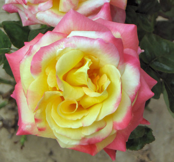 Garden Photos