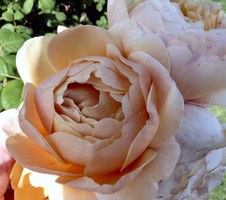 Enlarge photo 15