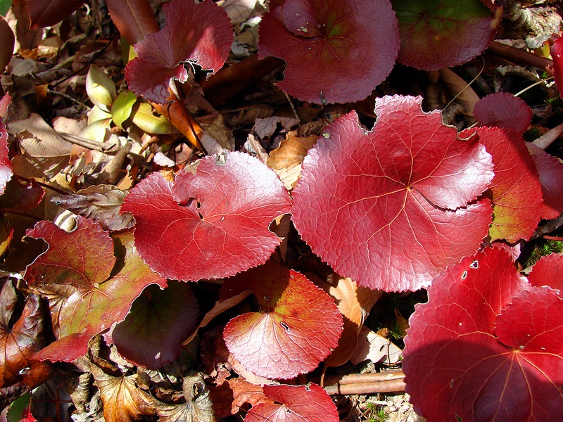 View Original Image