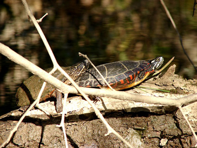 http://photos.imageevent.com/afap/photographix/highlights/Painted%20Turtle%20and%20friend.jpg