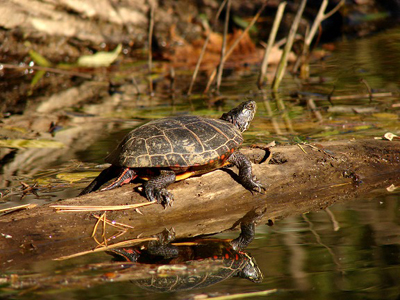 http://photos.imageevent.com/afap/photographix/highlights/Painted%20Turtle.jpg