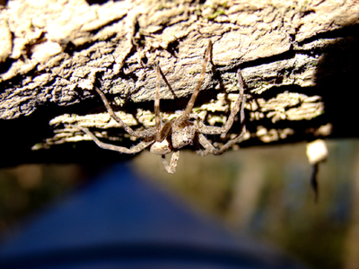 http://photos.imageevent.com/afap/photographix/picturesoftheworld/spider.jpg