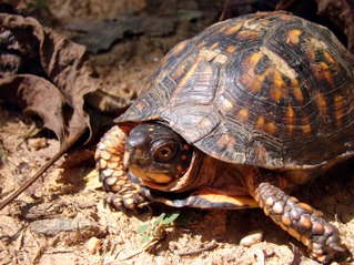 Box Turtle