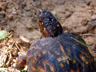 Box Turtle