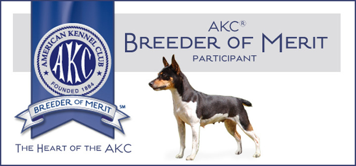 Hollow hills best sale rat terriers