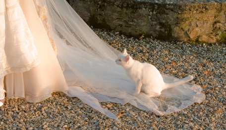 Bridal Cat, copyright iStockphoto.com/Daniel Wharmby