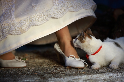 Bride and her pet, Copyright: iStockphoto.com/Jerko Grubisic