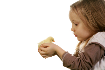 Child and baby chicken, Copyright: iStockphoto.com/Lukasz Fus