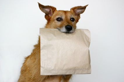 Dog carrying a plain brown bag Copyright: iStockphoto.com/Sue McDonald