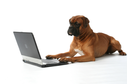 Dog working on laptop, Copyright iStockphoto/walik