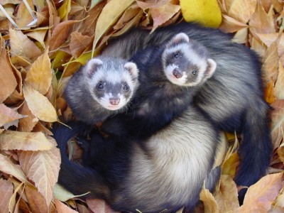 Ferrets in leaves, copyright iStockphoto.com/Elizabeth Parodi