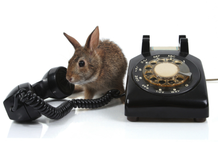 Hare at the phone copyright iStockphoto.com/Valerie Loiseleux