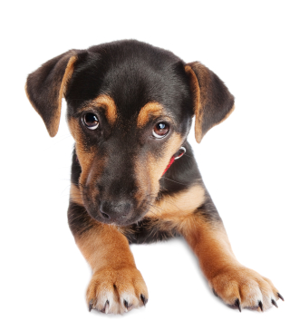 Innocent puppy, Copyright iStockphoto.com/craftvision