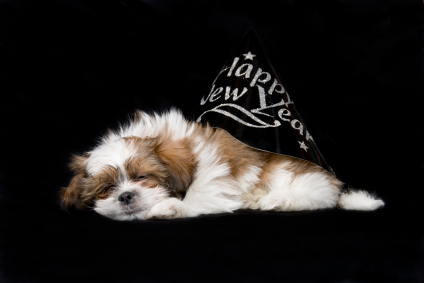 New Year's Puppy, Copyright: iStockphoto.com/Carrie Bottomley