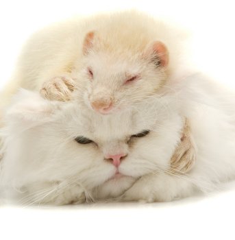 cat and ferret Copyright: iStockphoto.com/Mehmet Salih Guler