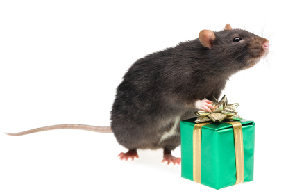 Rat with gift box, copyright iStockphoto.com/Kirill Zdorov