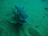 New Zealand Underwater