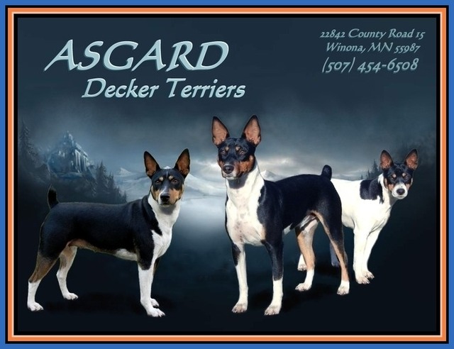 Asgard Decker Rat Terriers