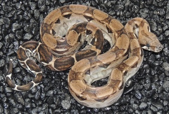 Enlarge photo 25
