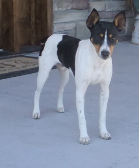 Tommie - UKC Grand Champion Retired