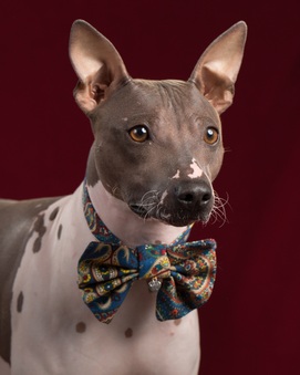 AKC GrCH Bellridge's Utah Gold