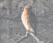Hawk
