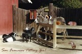Enlarge photo 34