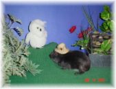 Enlarge photo 14